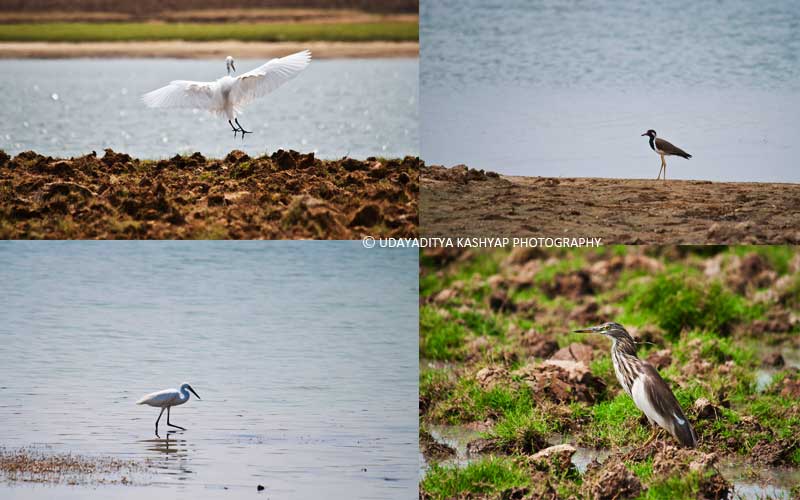 Shettihalli Bird Watch Shettihalli Bird Watch